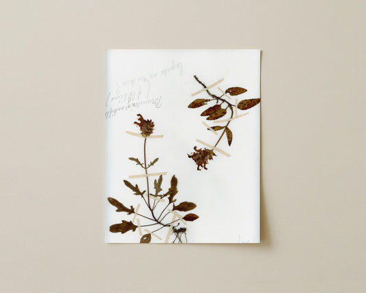 Self-Heal (Prunella vulgaris) - Dual Specimens