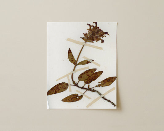 Self-Heal (Prunella vulgaris) - Variant Specimen