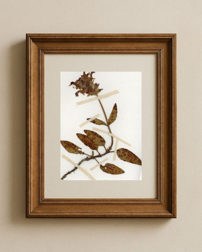 Self-Heal (Prunella vulgaris) - Variant Specimen