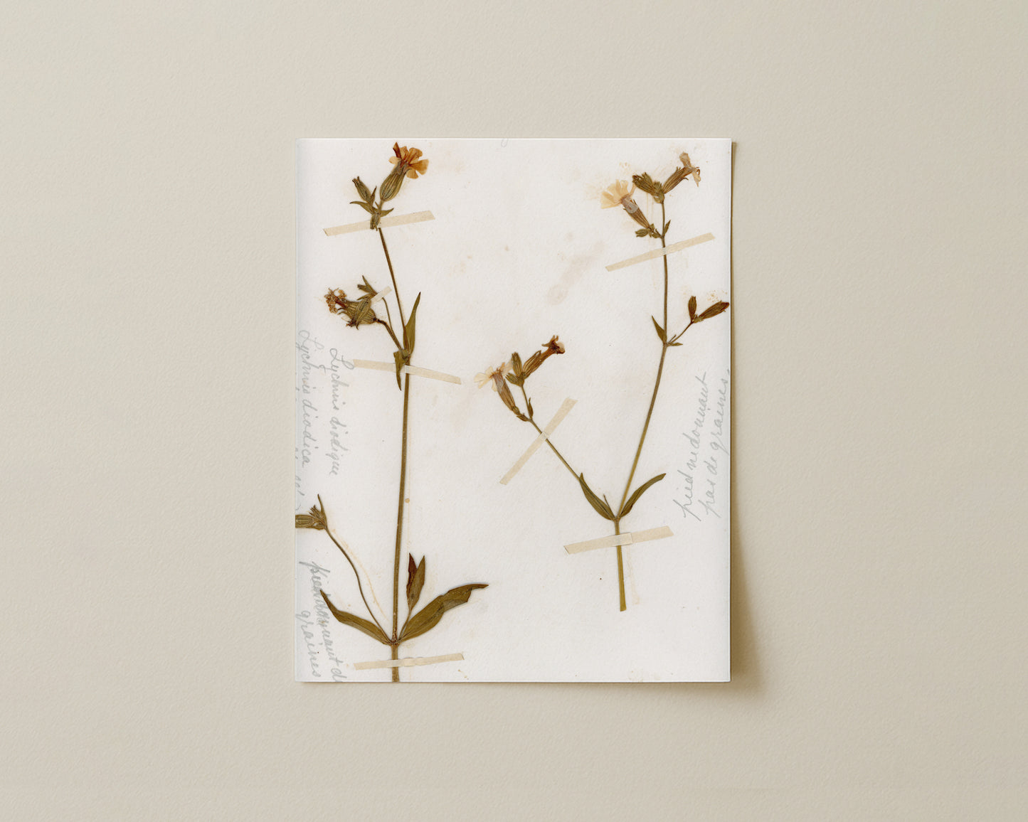 Red Campion (Silene dioica)
