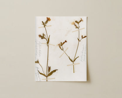 Red Campion (Silene dioica)