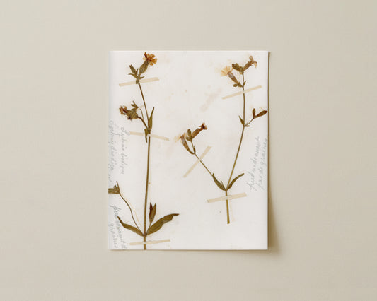 Red Campion (Silene dioica)