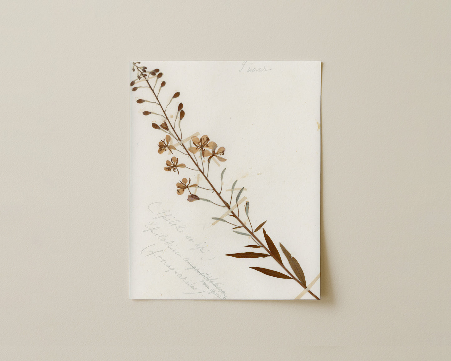 Rosebay Willowherb (Chamerion angustifolium)
