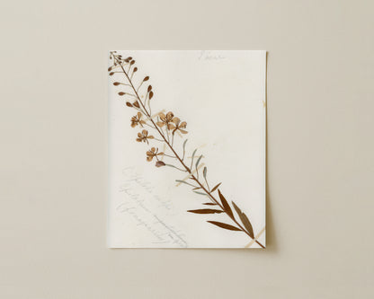 Rosebay Willowherb (Chamerion angustifolium)