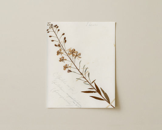 Rosebay Willowherb (Chamerion angustifolium)