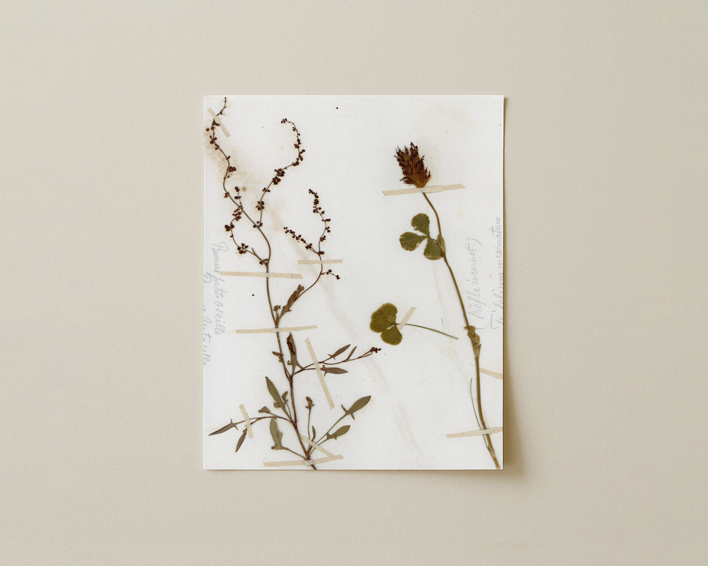 Sheep's Sorrel & Mountain Clove