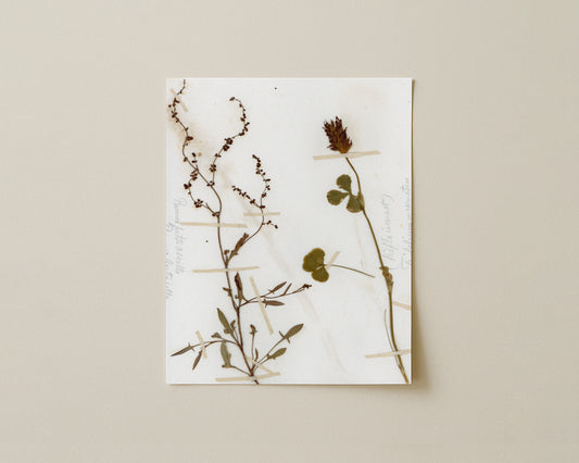 Sheep's Sorrel & Mountain Clove
