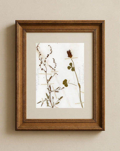 Sheep's Sorrel & Mountain Clove