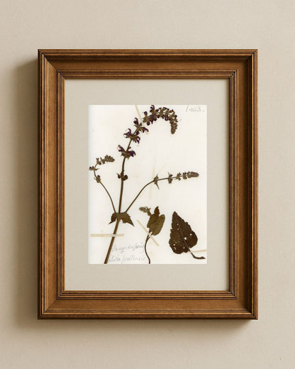 Meadow Sage (Salvia pratensis)