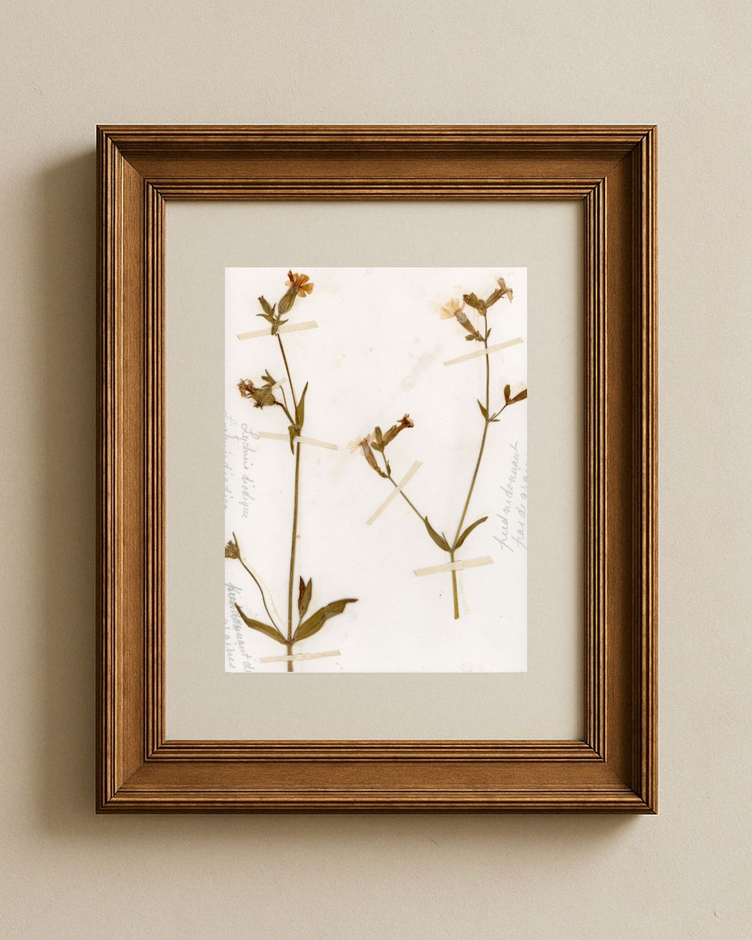 Red Campion (Silene dioica)