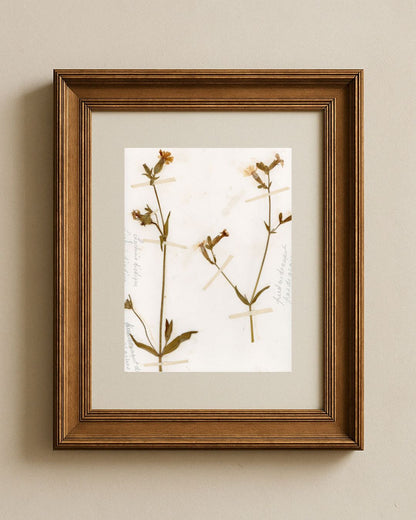 Red Campion (Silene dioica)